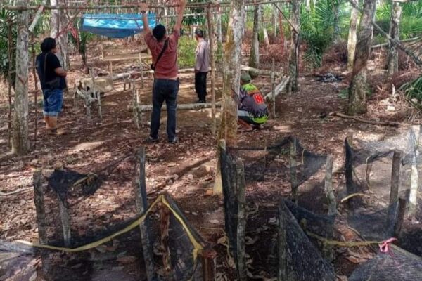 Respon Cepat Laporan Masyarakat, Kapolres Bungo Perintahkan Polsek Jujuhan Berantas Judi Sambung Ayam
